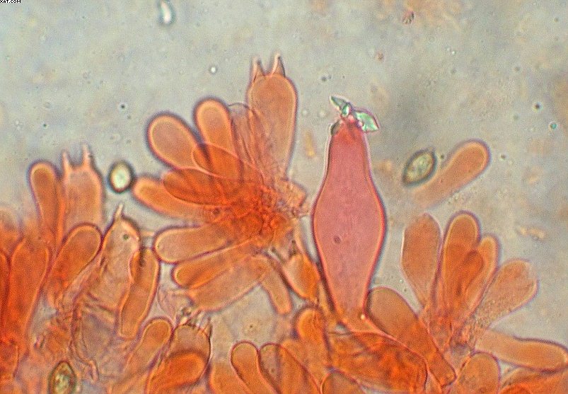 Inocybe haemacta (    Berk. & Cooke)    Sacc.